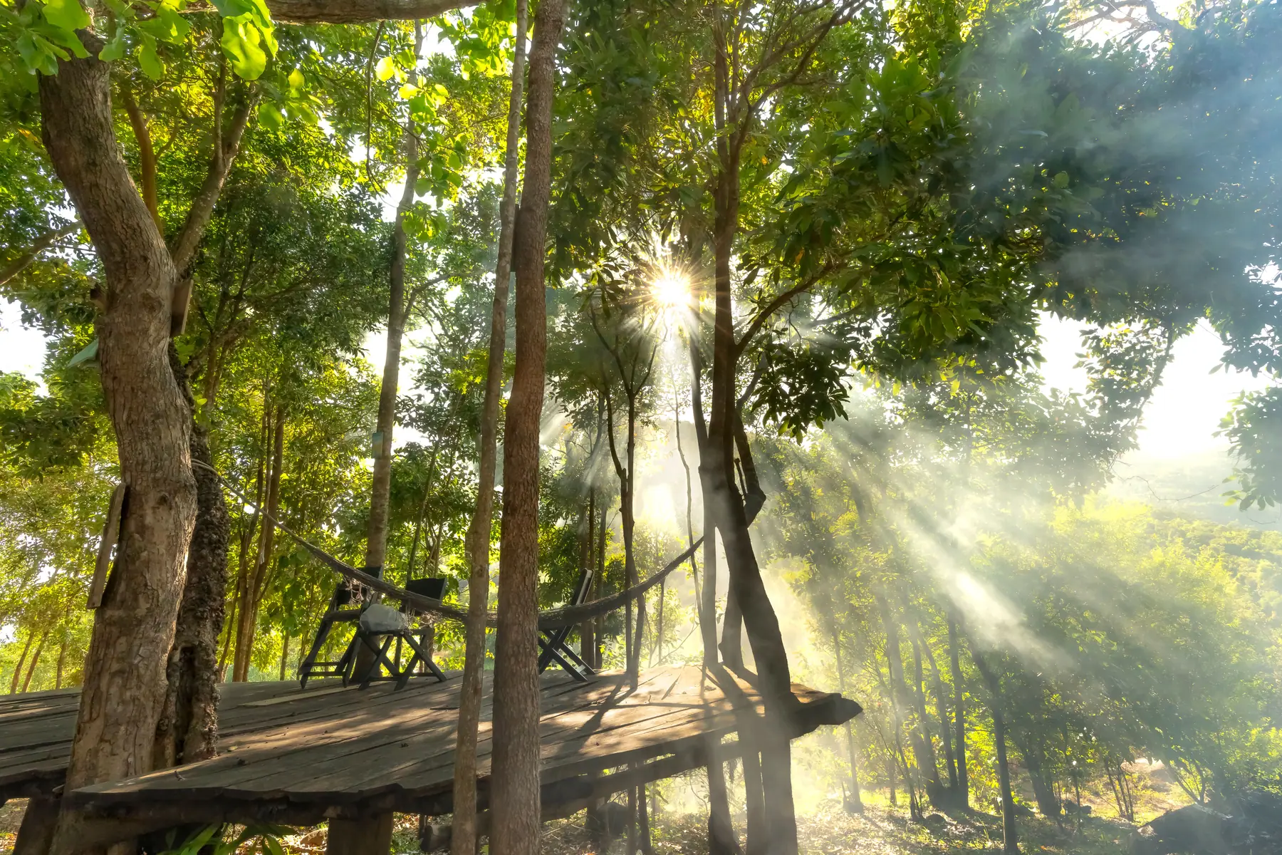 Sunlight falling through trees onto a timber deck
